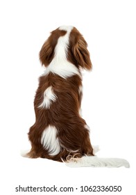 Pure-bred Dog, Puppy Cavalier King Charles Spaniel, Sit Having Turned A Back, On White Background, Isolated