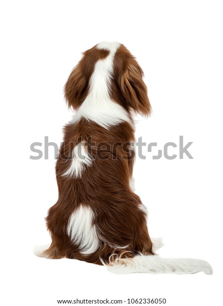 純血種の犬 子犬のキャヴァリエ王チャールズ スパニエル 白い背景に背を向けて座る の写真素材 今すぐ編集