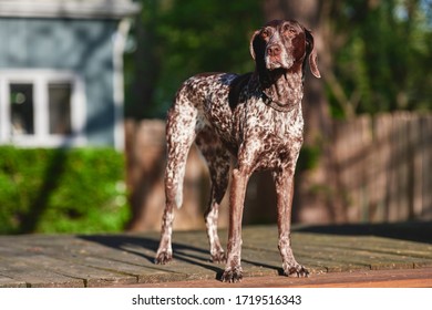 A Purebred Dog Standing Outside On A Deck In A Backyard