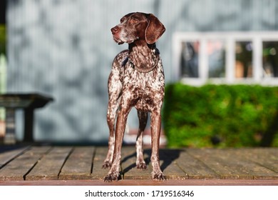 A Purebred Dog Standing Outside On A Deck In A Backyard