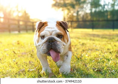 Dog Panting Images, Stock Photos &amp; Vectors | Shutterstock