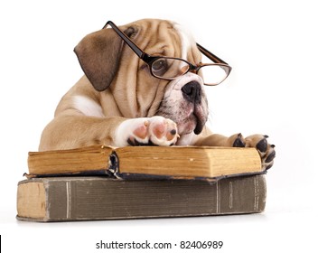 purebred english Bulldog in glasses and book