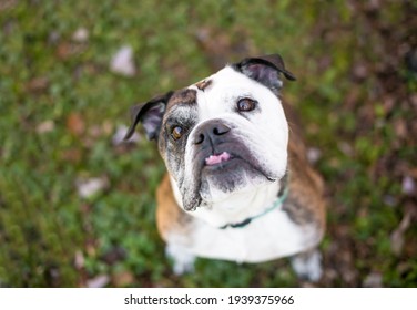 A purebred English Bulldog with an underbite sitting outdoors and looking up at the camera with a head tilt