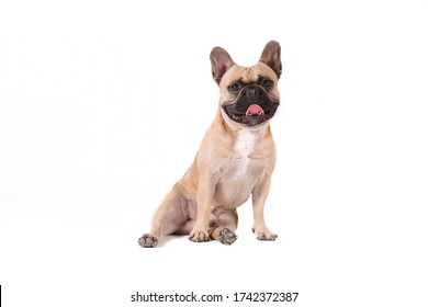 4,959 Fawn french bulldog Images, Stock Photos & Vectors | Shutterstock