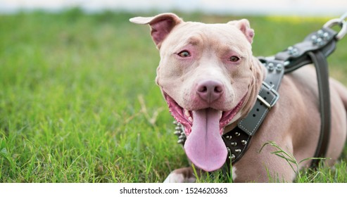 female pitbull