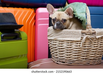 Purebred French bulldog dog with funny black muzzle with big ears posing from the basket at the background of coloured suitcases with a grey hat near and green lady's hat on