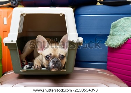 purebred French bulldog with a sad black muzzle with big black eyes posing from the ravelling box against the background of coloured suitcases with hat attentively looks into the camera. 