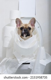 Purebred funny dog French bulldog sitting relaxed on a white toilet bowl in a ceramic tiled bathroom surrounded by two pyramids of rolls of soft toilet paper and with a roll on its head.