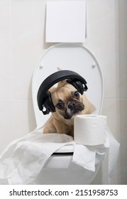 Purebred funny dog French bulldog with big ears and black eyes sits posing with earphones on his had, relaxing on a white toilet bowl in a cozy ceramic tiled bathroom with roll of soft toilet paper.
