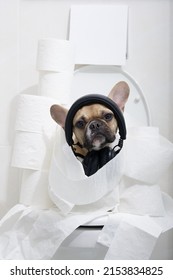Purebred funny dog French bulldog with big ears and black eyes sits posing with earphones on his had, relaxing on a white toilet bowl in a cozy ceramic tiled bathroom near roll of white toilet paper.
