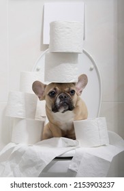 Purebred funny dog French bulldog with big black eyes sits posing with rolls of white toilet paper on his had and near at cozy toilet room infant of ceramic wall as a background.