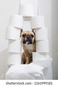 Purebred funny dog French bulldog with big black eyes sits posing with rolls of soft toilet paper on his had, relaxing on a white toilet bowl in white bathroom near a few rolls of soft toilet paper.