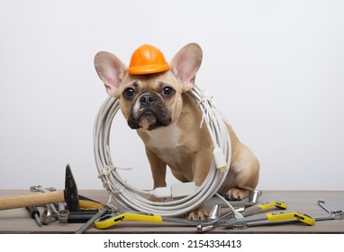 247 Dog in hardhat Stock Photos, Images & Photography | Shutterstock