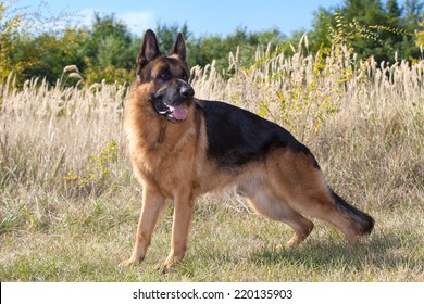 Purebred German Shepherd Dog Stock Photo Edit Now 220135903