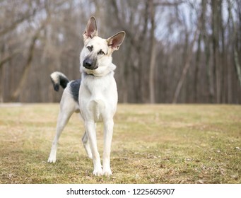 A Purebred German Shepherd Dog Listening With A Head Tilt