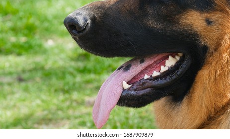 犬 舌 の画像 写真素材 ベクター画像 Shutterstock