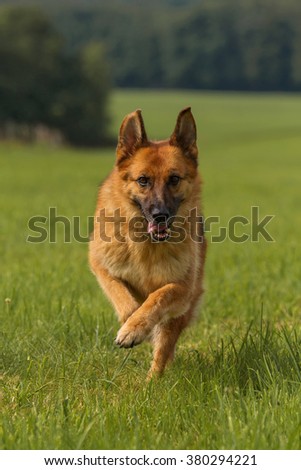 Similar – Image, Stock Photo crossbreed dog Animal