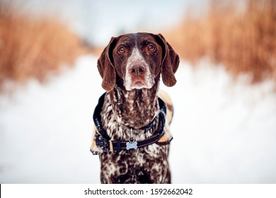 786 German Shorthaired Pointer On Point Images, Stock Photos & Vectors ...