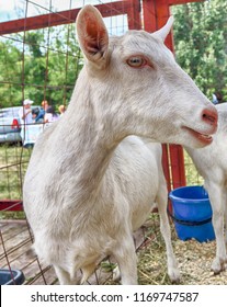 Purebred Goat At An Agricultural Show