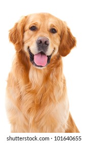 purebred golden retriever dog sitting on isolated  white background - Shutterstock ID 101640655