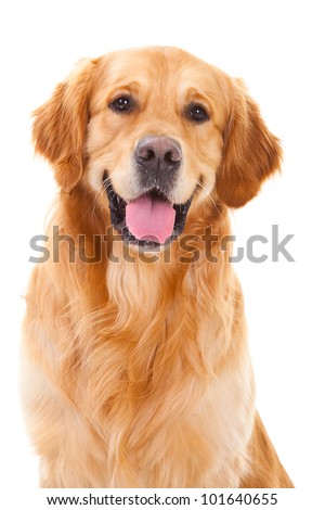 purebred golden retriever dog sitting on isolated  white background
