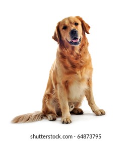 purebred golden retriever sitting in front of a white background - Shutterstock ID 64873795