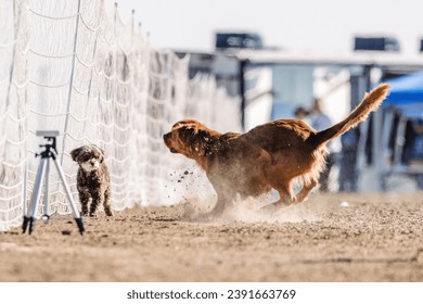 purebred golden retriever and small doodle terrier brown dog running lure course sport in the dirt on a sunny summer day