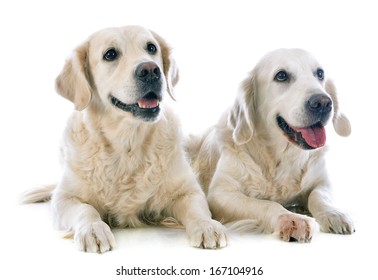 Two Emotional Poses Cute Panting Golden Stock Photo 76758529 | Shutterstock