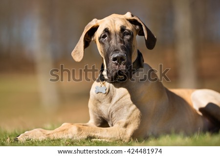 A purebred Great Dane dog without leash outdoors in the nature on a sunny day.