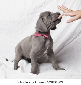 Purebred Great Dane Puppy Licking Peanut Butter From The Fingers Of Its Owner