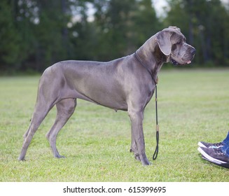 Purebred Great Dane Standing Next Person Stock Photo (Edit Now) 615399695