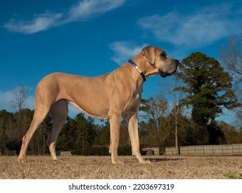 1,827 Great Dane Standing Images, Stock Photos & Vectors | Shutterstock