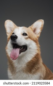 Purebred Happy Corgi Dog Isolated On Gray Background