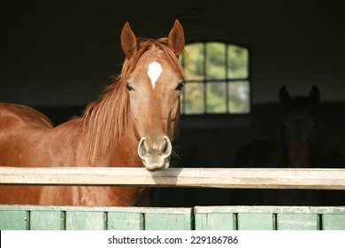  Purebred horse looking over stable door.  	