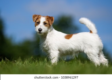 Purebred Jack Russel Terrier dog outdoors in the nature on grass meadow on a summer day.