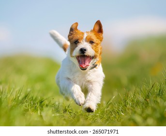 Purebred Jack Russel Terrier dog outdoors on a sunny summer day.
