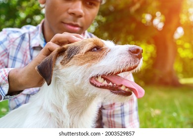 Purebred Jack Russell Dog On Walk In Park In Summer. African American Man Playing With His Jack Russell Terrier And Stroking Of Cute Dog Close Up. 