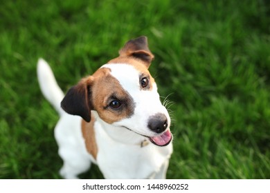 Purebred Jack Russell Terrier dog outdoors on nature in the grass on a summer day. Happy dog ​​sits in the park. Jack Russell Terrier dog smiling on the grass background. Parson Russell Terrier - Shutterstock ID 1448960252