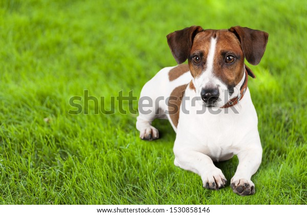 pure jack russell terrier