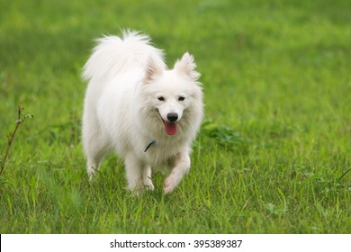 Japanese Spitz Puppy Images Stock Photos Vectors Shutterstock