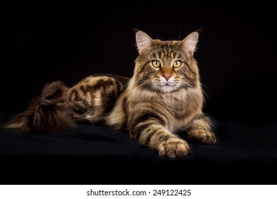 Purebred Maine Coon Cat Isolated On Stock Photo 249122425 | Shutterstock