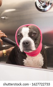 A purebred male pit bull receives a bath and a blow dry at a grooming salon for pets.