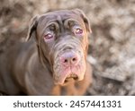 A purebred Neapolitan Mastiff dog with ectropion in its eyes and a sad expression