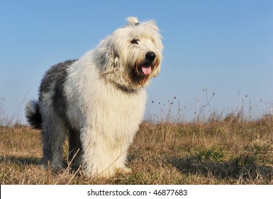 Old English Sheepdog Images Stock Photos Vectors Shutterstock