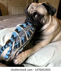 Purebred Pug Dog Chewing On Shoe