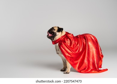 Purebred Pug Dog In Red Heroic Cape Standing On Grey Background