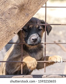 Purebred Puppy Behind Bars In A Shelter