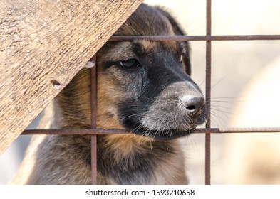 Purebred Puppy Behind Bars In A Shelter