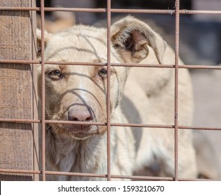 Purebred Puppy Behind Bars In A Shelter