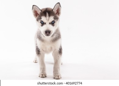 Purebred Puppy Husky Gray Color On Stock Photo (Edit Now) 401692819